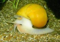 Apfelswchnecke.jpg