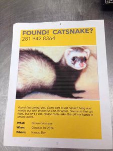 catsnake.jpg