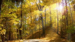 autumn-wood-wallpapers-048.jpg