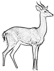 Rotwild Blei.png