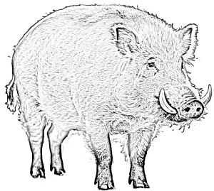 Wildschwein Blei.png