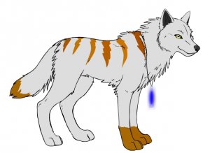 Shy-the-wolf-anime-animal-17677196-617-451.jpg