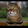 Were-Gato