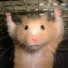warhamster