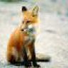 DerKleineFuchs