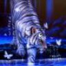 WhiteLion