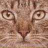 Anubis2005