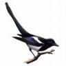 Magpie