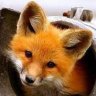Foxy63