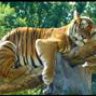 Tigerchen