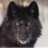 Black_Wolf