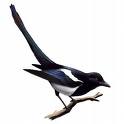 Magpie