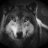 Dark-LightWolf